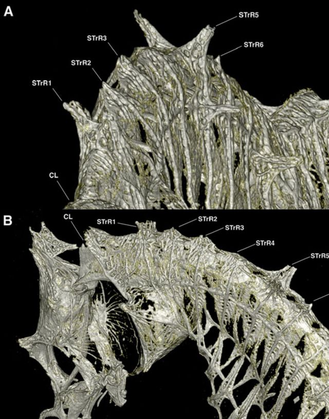 Tomografía computarizada del tronco anterior de un japapigu machu