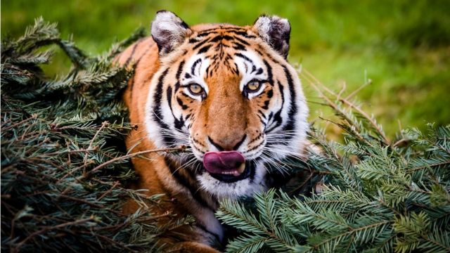 A female Bengal tiger