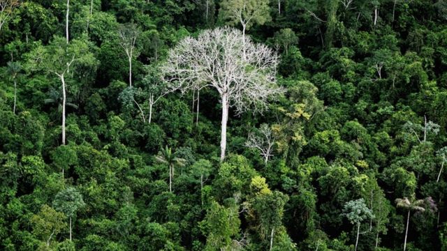 Floresta Amazônica em 2012