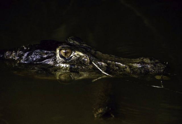 Um jacar-au, o maior predador da bacia amaznica, permanece em um lago no Parque Nacional Yasuni do Equador