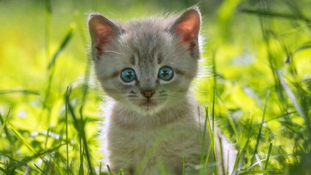 DERGİ - Kediler neden sürü halinde yaşamaz? - BBC News Türkçe