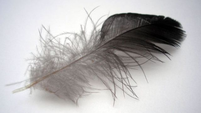 Una pluma