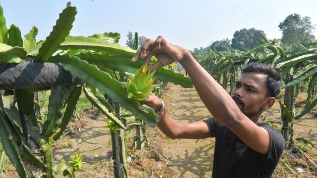 कमलम ड र गन फ र ट क ब र म क तन ज नत ह आप भ रत म इसक उपज कह ह त ह Bbc News ह द