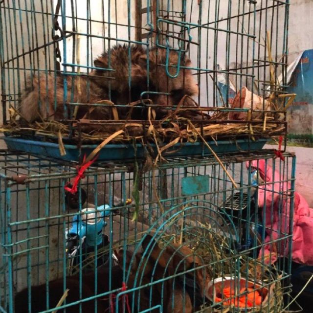 كلب راكون في سوق هوانان.