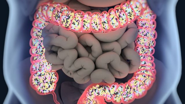 Representação 3D do microbioma no intestino.