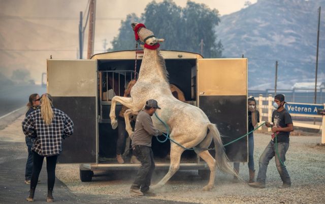 A horse bucks up onto his hind legs as handlers try to guide him into the trailer