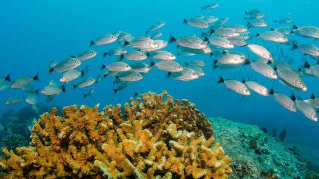 peixes no oceano