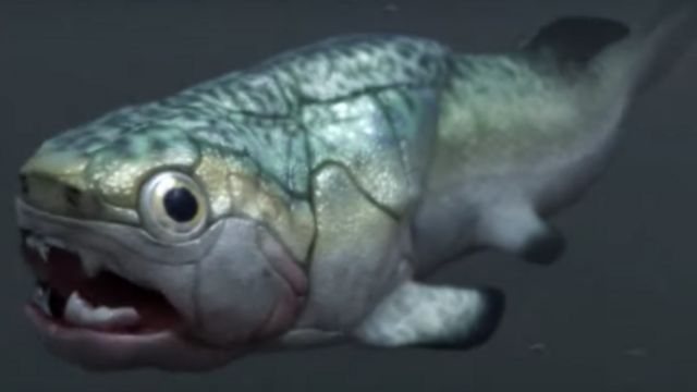 ماهی پلاکودرم