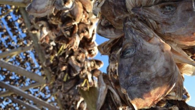 Scientists Develop Indoor Stockfish Drying Method