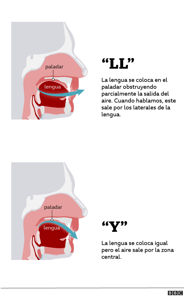 Gráfico de la posición de la lengua al pronunciar la "y" y la "ll"
