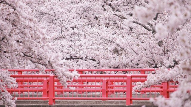 Bushido: el libro que cambió la imagen de Japón en el mundo - BBC