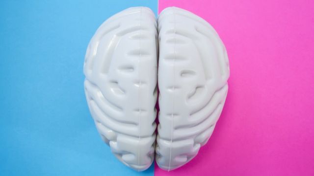 Cerebro de plástico con fondo celeste y magenta.
