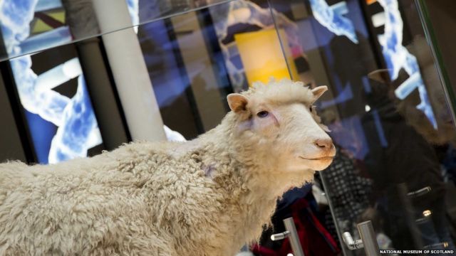 Dolly the sheep health fears 'unfounded' - BBC News