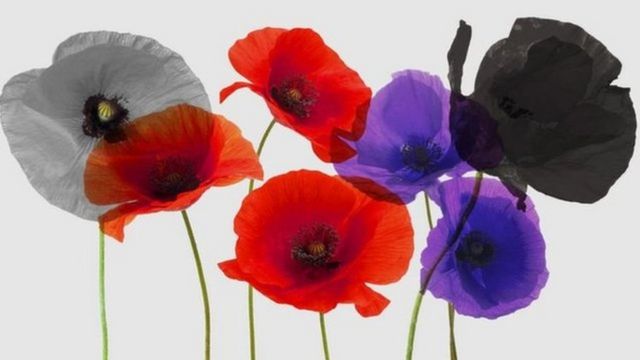 虞美人与英国国殇纪念日 不同颜色的 罂粟花 代表的不同含义 c News 中文