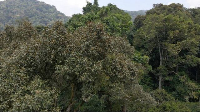 Árvores em floresta