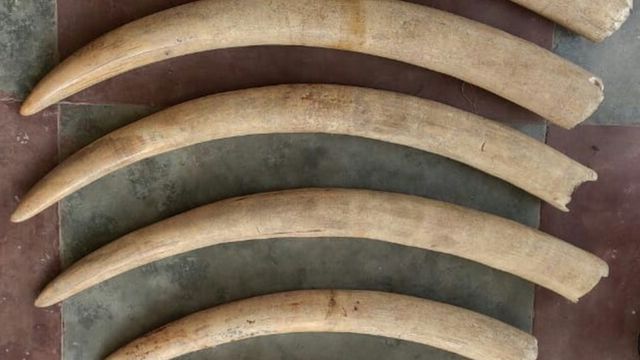 யானை தந்தம்