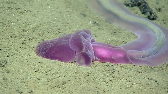 Fossas oceânicas: profundidade ao extremo