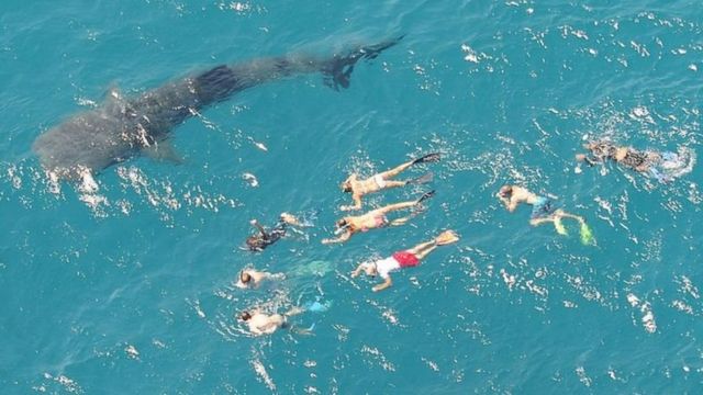 کوسه نهنگ‌ها خطرناک نیستند - این بدان معناست که مردم می توانند نزدیک آنها شنا کنند