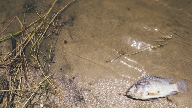 Que Es La Esquistosomiasis La Enfermedad Parasitaria Que Afecta A 66 Millones De Personas En Los Paises Del Tropico Bbc News Mundo