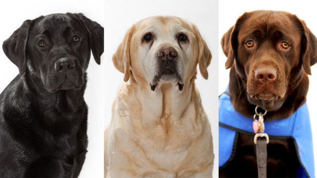 ลาบราดอร์ รีทรีฟเวอร์ : สีขนบ่งบอกอายุขัยของสุนัขพันธุ์ลาบราดอร์ได้ - Bbc  News ไทย