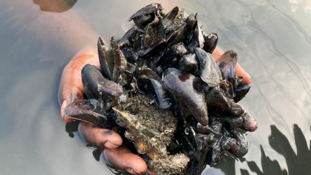 அழிவை எதிர்நோக்கும் சிங்க இறால், நெத்திலி மீன்