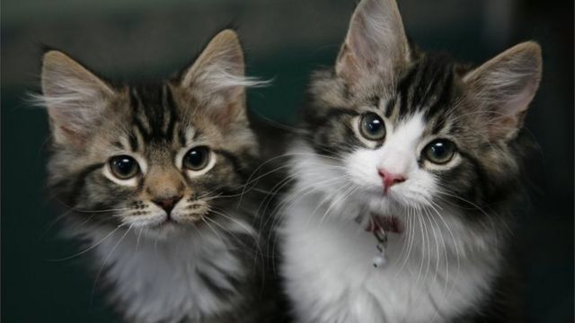 Puppy and kitten sales at pet shops set to be banned - BBC News