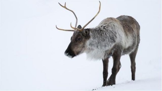 在北美，驯鹿被称为北美驯鹿（caribou）（图片来源：lightpix / Getty Images）(photo:BBC)