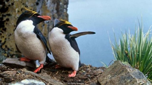 Penguin pairs of the same sex have been observed in large numbers