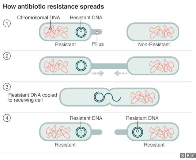 Bacteria that resist 'last antibiotic' found in UK