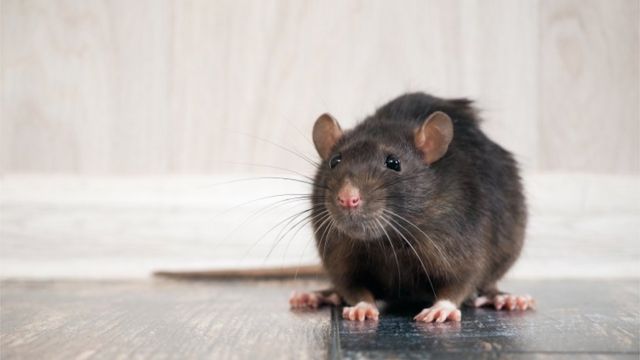 Coronavírus: ratos 'agressivos' buscam comida em cidades nos EUA após  fechamento de restaurantes - BBC News Brasil