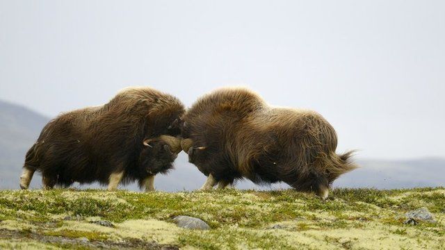 two muskox headbutting each other on the crest of a hill