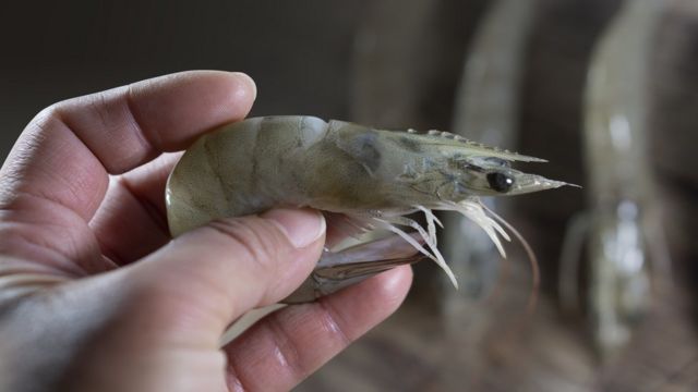 ভেনামি চিংড়িকে সাদা চিংড়ি বলা হয়।