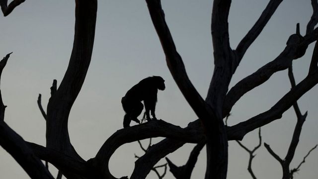 Silueta de un chimpancé