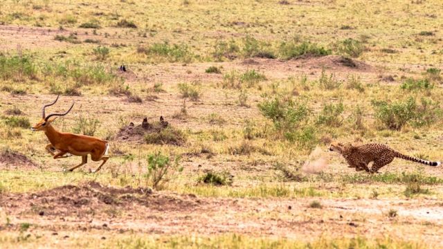 Impala perseguido por guepardo
