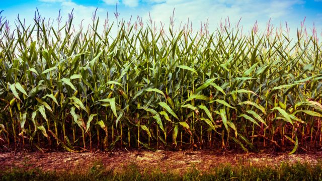 Indiana cornfield