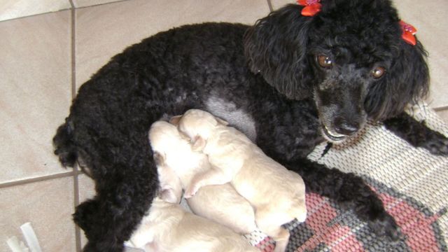 黒いプードルのチキーニャと子犬、グルピ (TO)