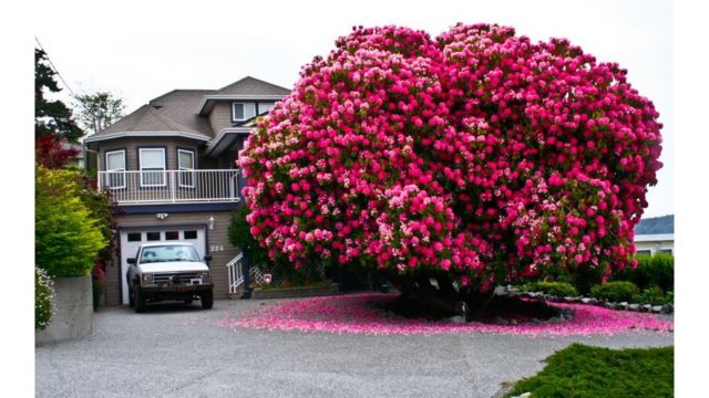 Lady Cynthia' rhododendron bush puts Canada town on the map - BBC News