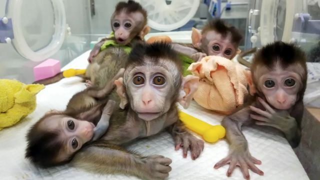 kloning primata