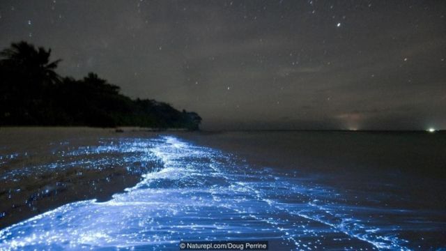 Những hiện tượng kỳ thú của đại dương vào ban đêm - BBC News Tiếng Việt