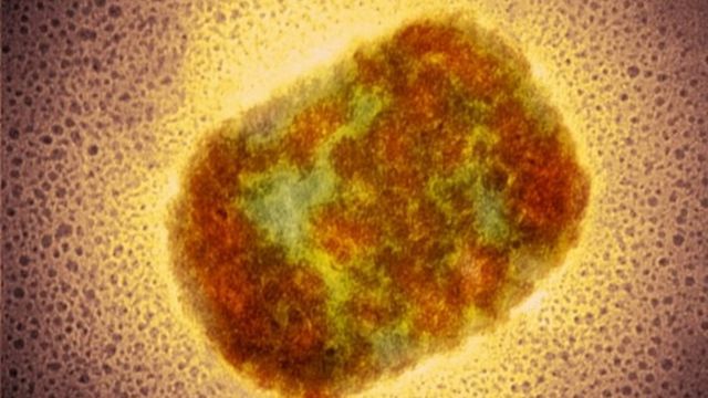 Vírus da varíola dos macacos