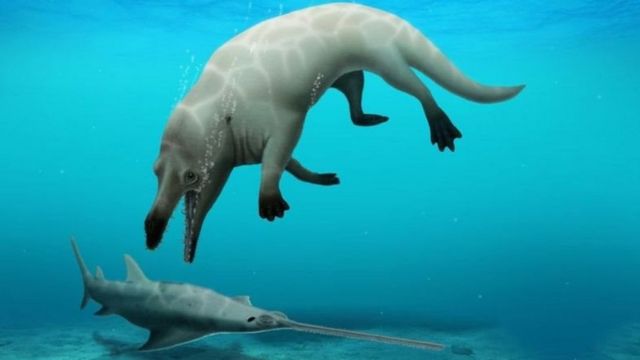 நான்கு கால் கொண்ட திமிங்கலம்