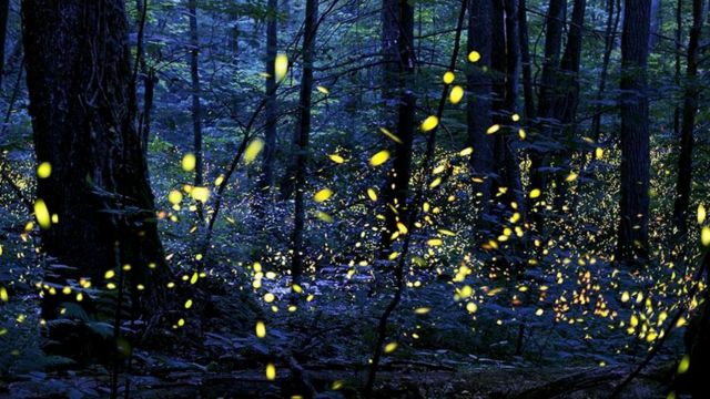 Самые зрелищные шоу светлячки устраивают в Национальном парке Грейт-Смоки-Маунтинс
