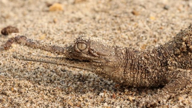 Gharial