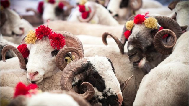 Decorated Sheep at a market