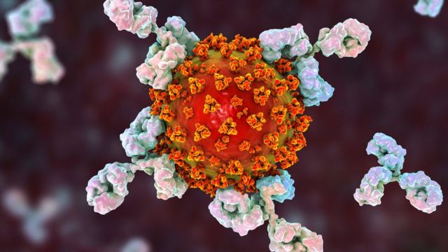 رسم توضيحي للأجسام المضادة التي تهاجم فيروس كورونا