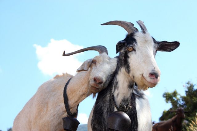 谷歌的山羊园丁团队负责啃草(photo:BBC)