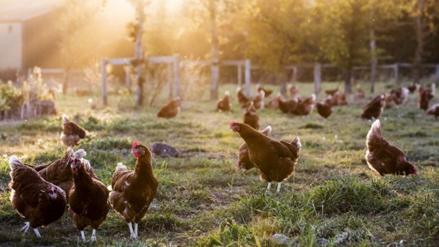 Gallinas