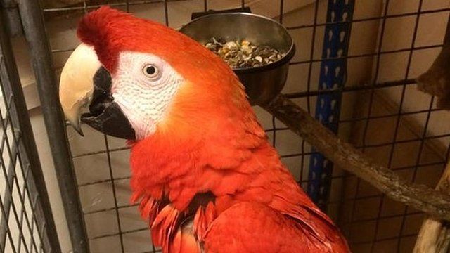 Scarlet macaw captured in Somerset