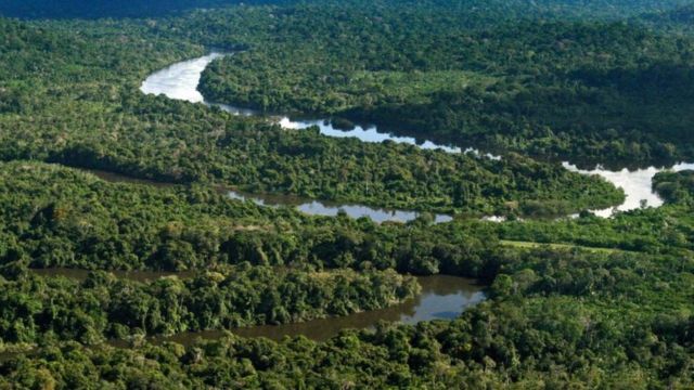 Vista da floresta amazônica no município de Novo Progresso (PA)