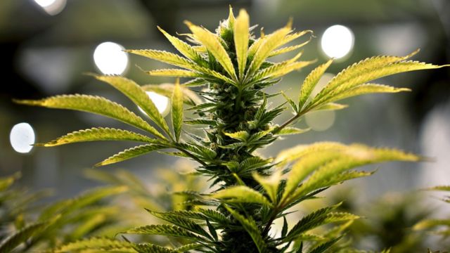 Фильм bbc про коноплю сайт любителей марихуаны